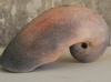 Nautilus
