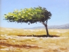 Dividivi tree
